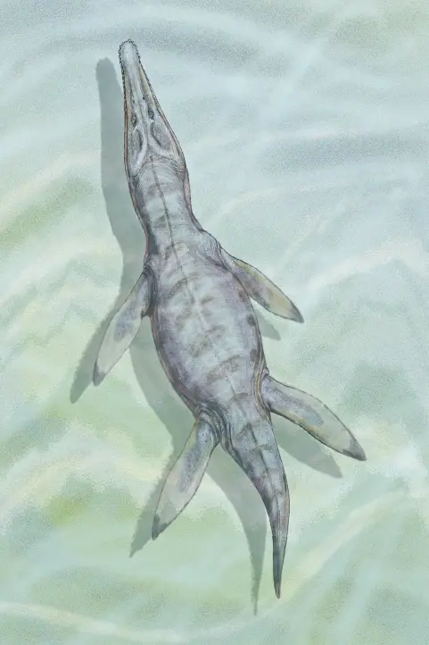 Illustrated Kronosaurus boyacensis, Villa de Leyva (Colombia) CC BY 3.0 Dmitry Bogdanov