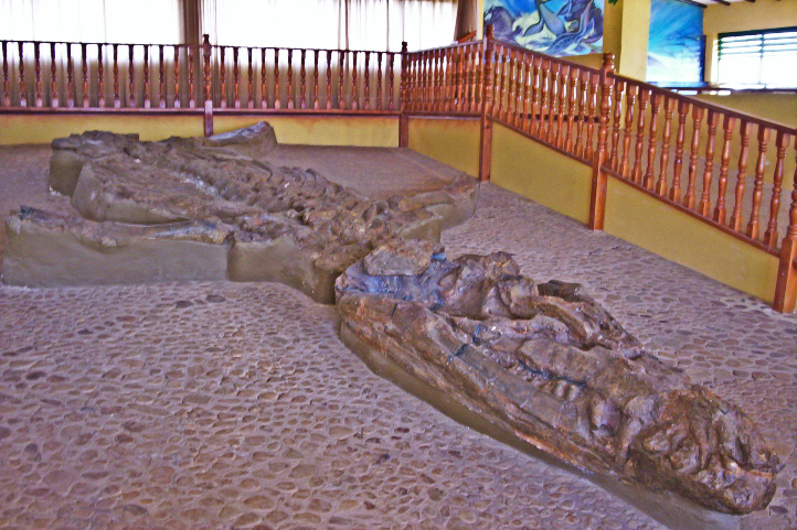 Kronosaurus boyacensis, Villa de Leyva (Colombia) CC BY-SA 2.5