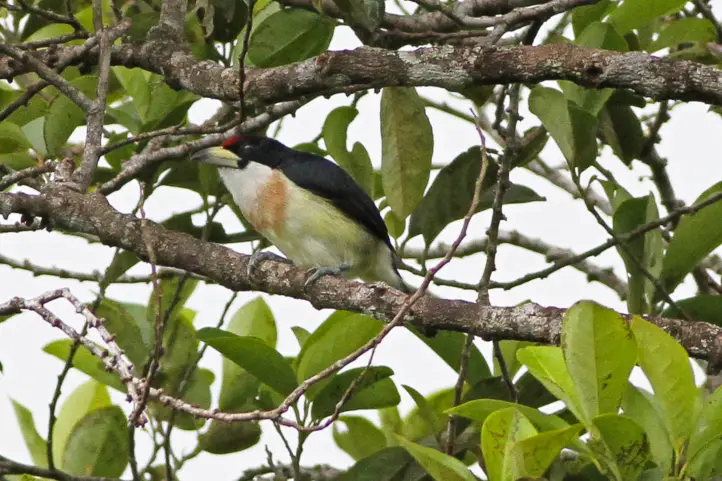 White-mantled Barbet - <em>Capito hypoleucus</em> ©CC 2.0 Ron Knight