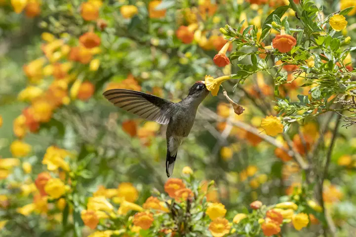 Tolima Blossomcrown (Anthocephala berlepschi) visiting a Mermelada plant (Streptosolen jamesonii) at Ukuku Lodge, Tolima