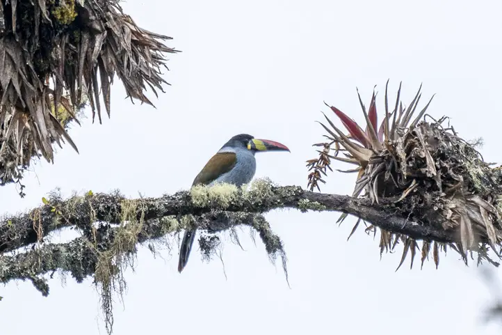 Gray-breasted Mountain-Toucan - Andigena hypoglauca 