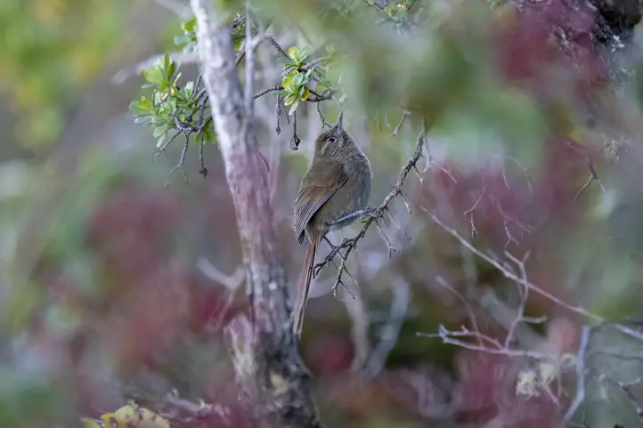 Perijá Thistletail - Asthenes perijana, endemic