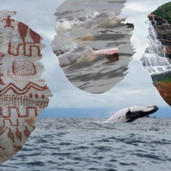 Whales, Dolphins and the Rainbow River!