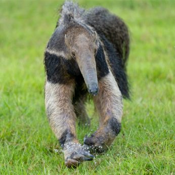 Best places to see Anteaters in Colombia