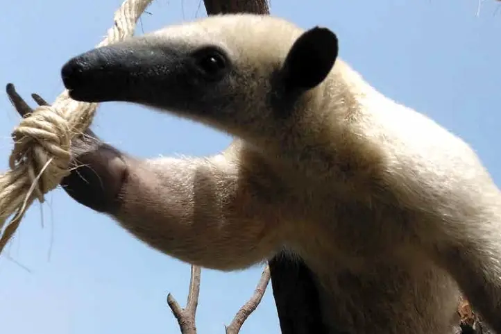 Southern Tamandua Anteater Tamandua Tetradactyla Threat Pose 