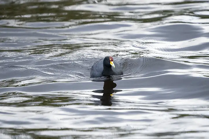 Slate-colored Coot - Fulica ardesiaca