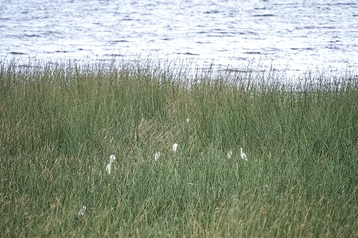 Fringe of reeds (Schoenoplectus californicus) around Isla de la Corota Sanctuary