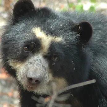 Where to Spot the Spectacled Bear in Colombia?