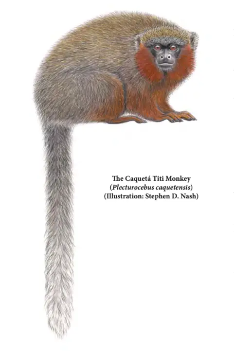 Caquetá Tití Monkey